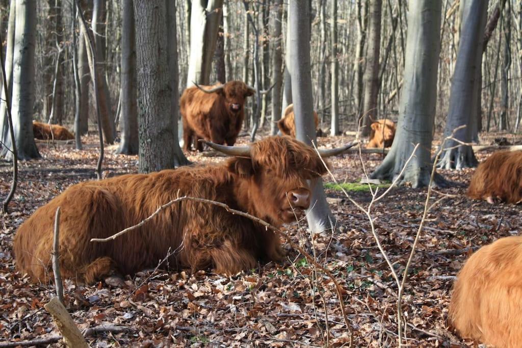 Villa De Bosrand Grenzend Aan Het Bos à Castricum Extérieur photo